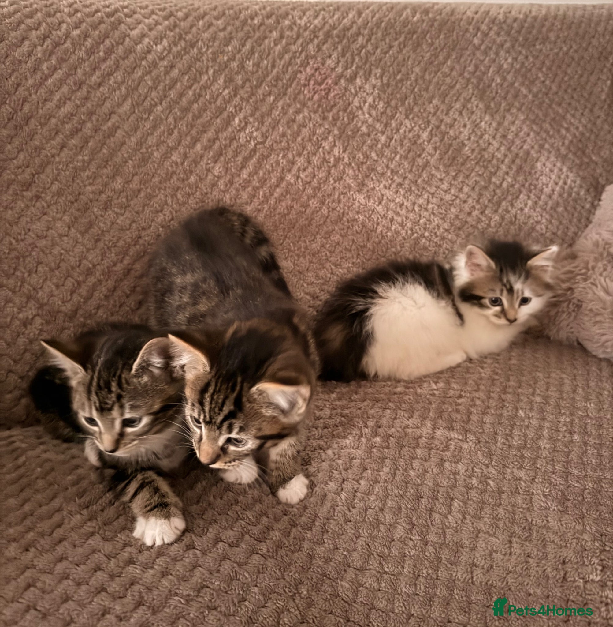 Mixed Breed cats 3 little kittens looking for a new home - Advert 1