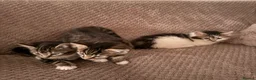 Mixed Breed cats for sale: 3 little kittens looking for a new home - Advert 1