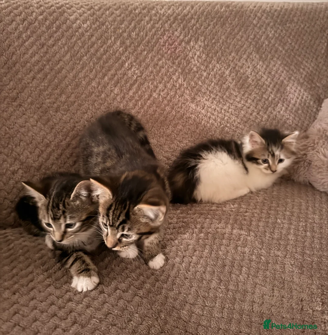 Mixed Breed cats for sale: 3 little kittens looking for a new home - Advert 1