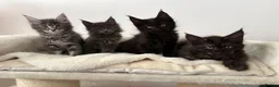 Maine Coon cats for sale: 🐈🐈‍⬛ Russian/European Bloodline Kittens 💕🐱 - Advert 3