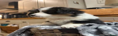 Welsh Corgi Pembroke 7