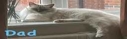 Mixed Breed cats for sale: MAINE COON X RAGDOLL ‘’Ragcoon’’ CHOCOLATE SMOKEY - Advert 9