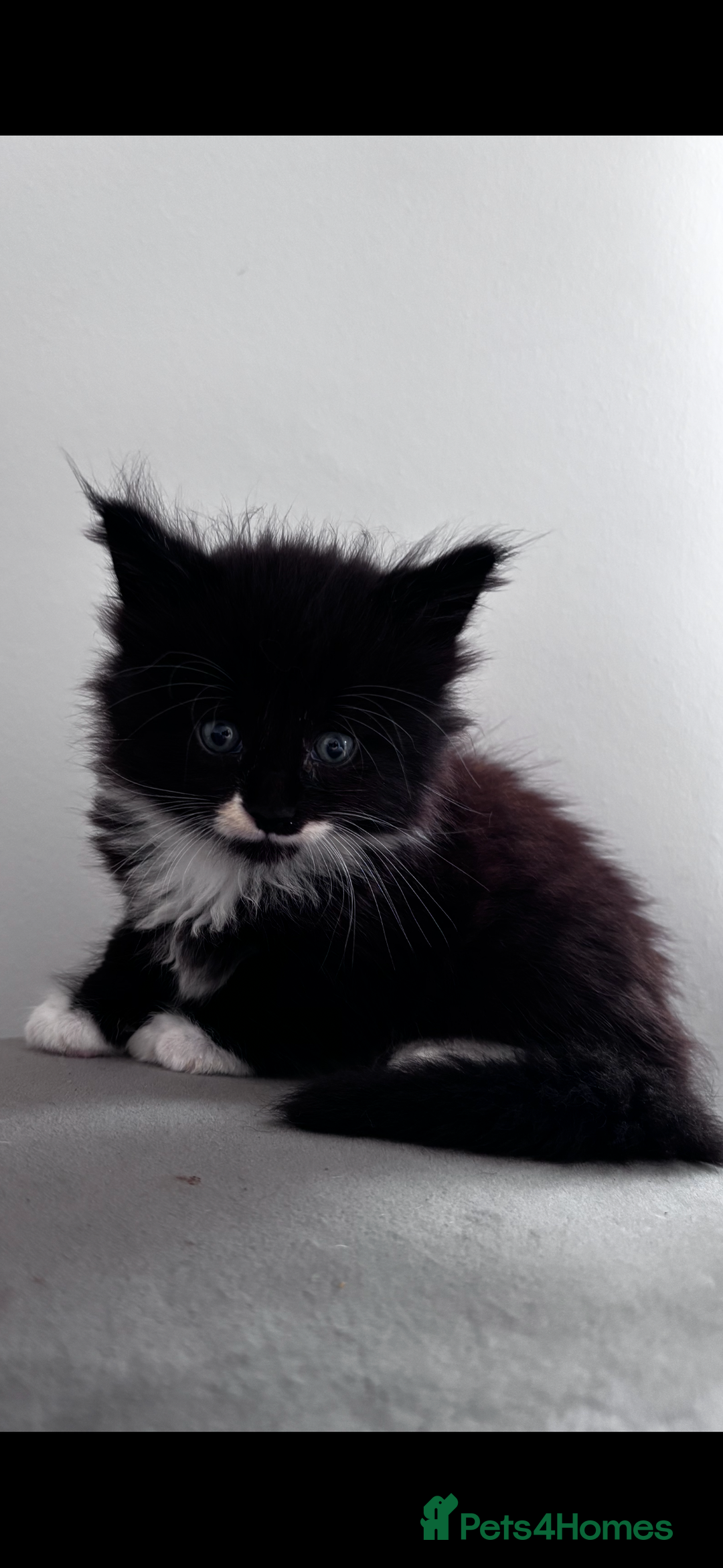 Maine Coon cats for sale: 4x beautiful Maine coon crosses.  - Image 3