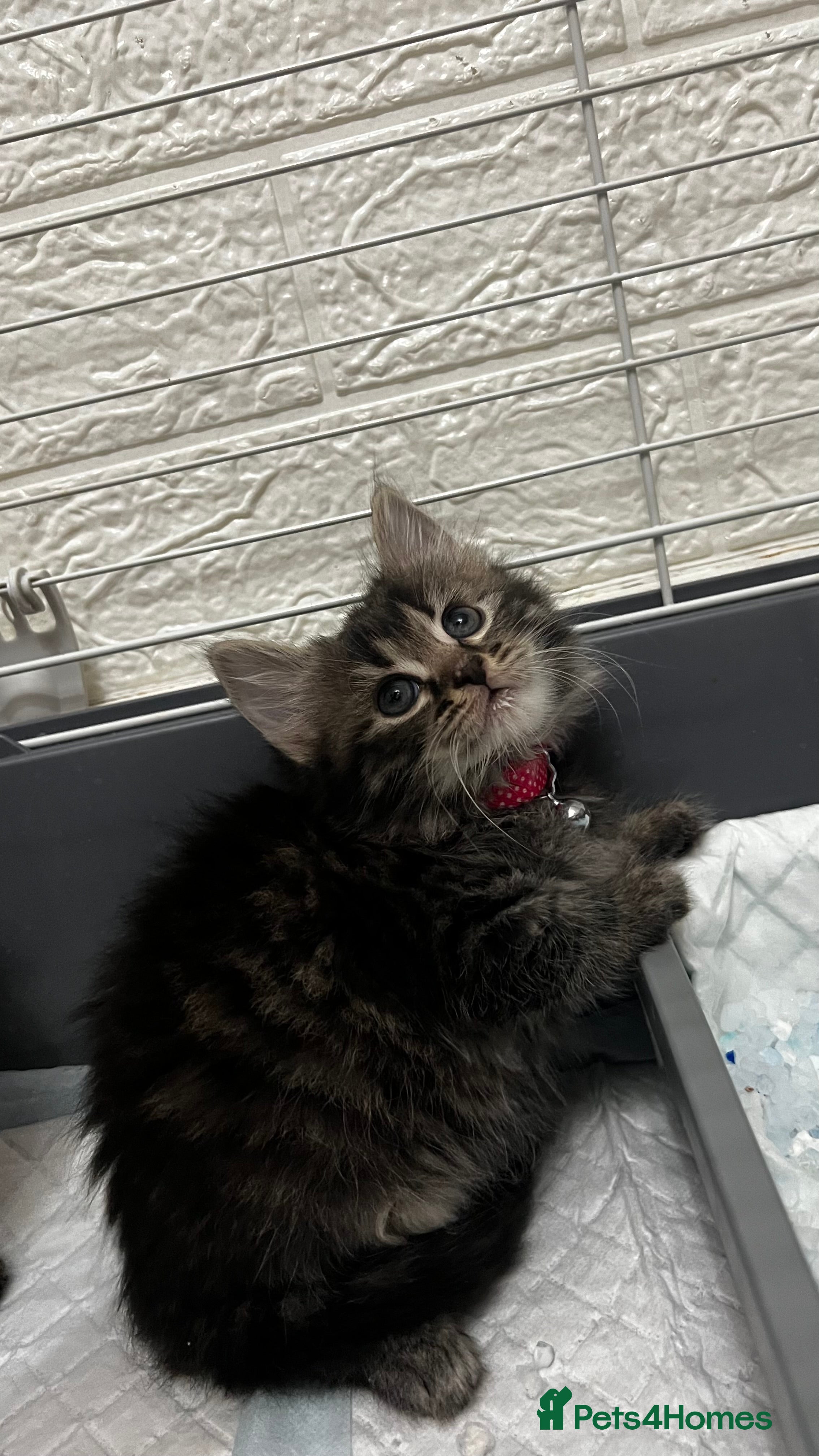 Mixed Breed cats Ready Now Leparm Kittens 3 Left  - Advert 1