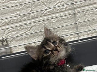 Mixed Breed cats Ready Now Leparm Kittens 3 Left - Advert 1