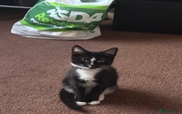 Domestic Shorthair cats for sale: Male kitten (nickname whippet) - Image 2