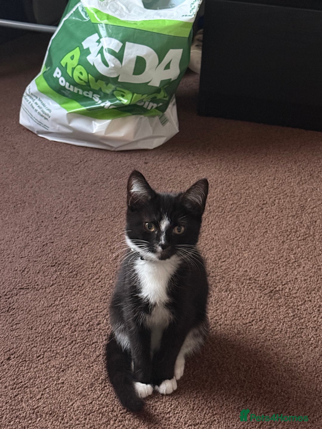 Domestic Shorthair cats for sale: Male kitten (nickname whippet) - Image 2