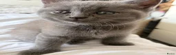 British Shorthair cats for sale: Beautiful British Blue shorthair X Ragdoll babies  - Advert 8