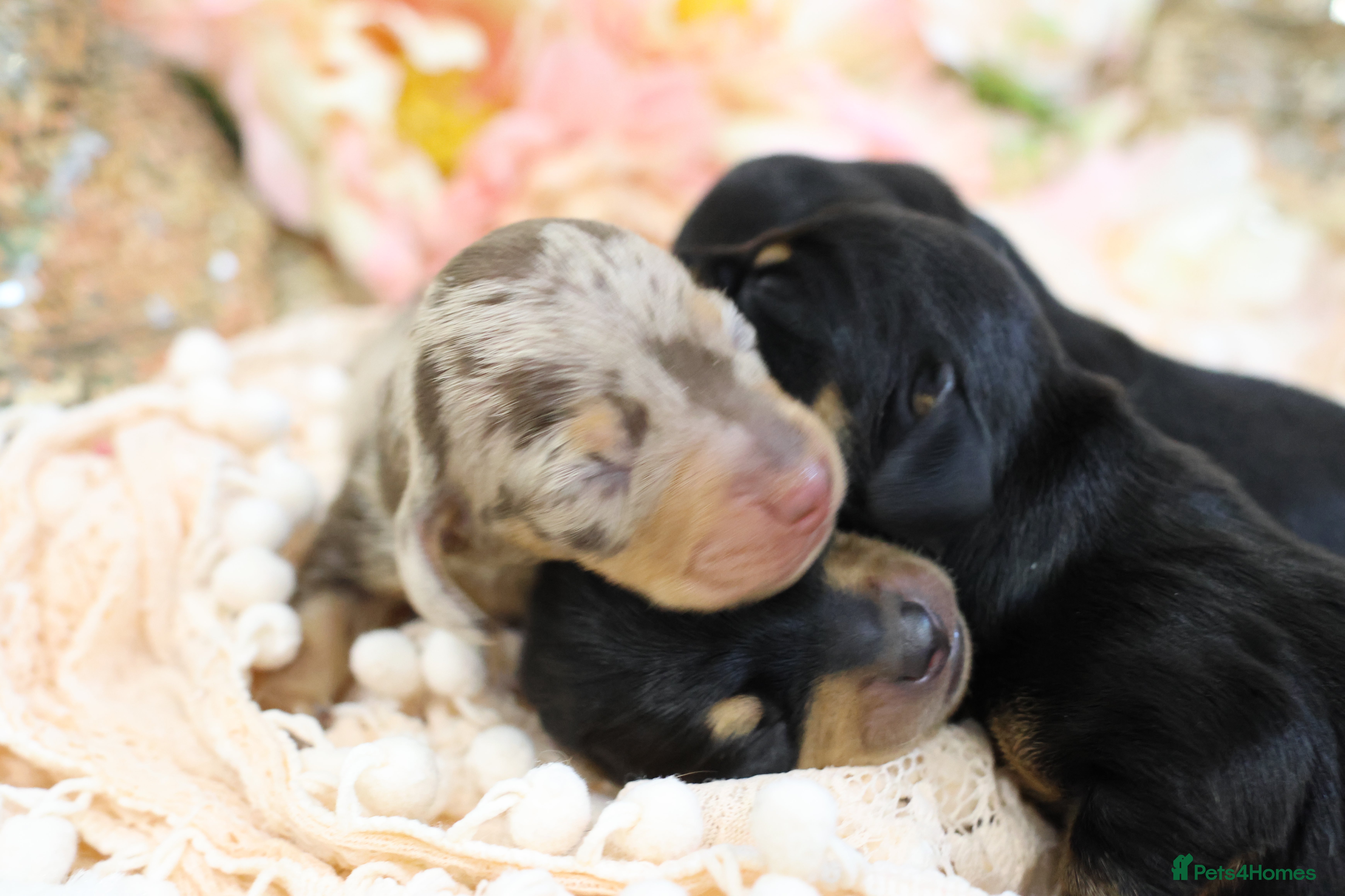 Miniature Dachshund dogs KC Miniature Dachshund Puppies - Advert 1