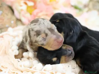 Miniature Dachshund dogs KC Miniature Dachshund Puppies - Advert 1