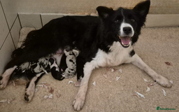 Border Collie dogs for sale: 6 Beautiful B&W & Merle Border Collie Puppies 🐶  - Image 11