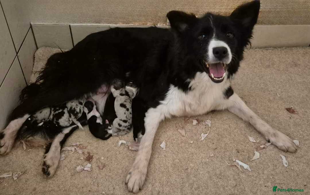Border Collie dogs for sale: 6 Beautiful B&W & Merle Border Collie Puppies 🐶  - Image 11