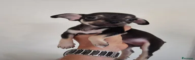 Chihuahua 1