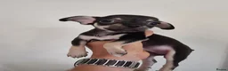 Chihuahua dogs for sale: Merle chihuahua 5 x puppies London se9 - Advert 5