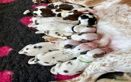 Cocker Spaniel dogs for sale: KC Reg; Home Raised; Low COI; DNA CLEAR; Show Type - Image 4
