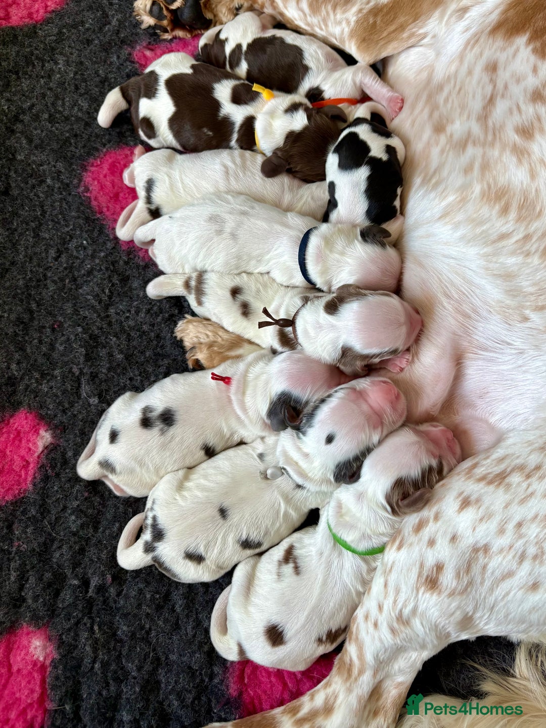 Cocker Spaniel dogs for sale: KC Reg; Home Raised; Low COI; DNA CLEAR; Show Type - Image 4
