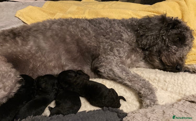 Bedlington Terrier dogs - Advert 1