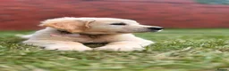 Golden Retriever dogs for sale: Golden retriver Ollie - Advert 5