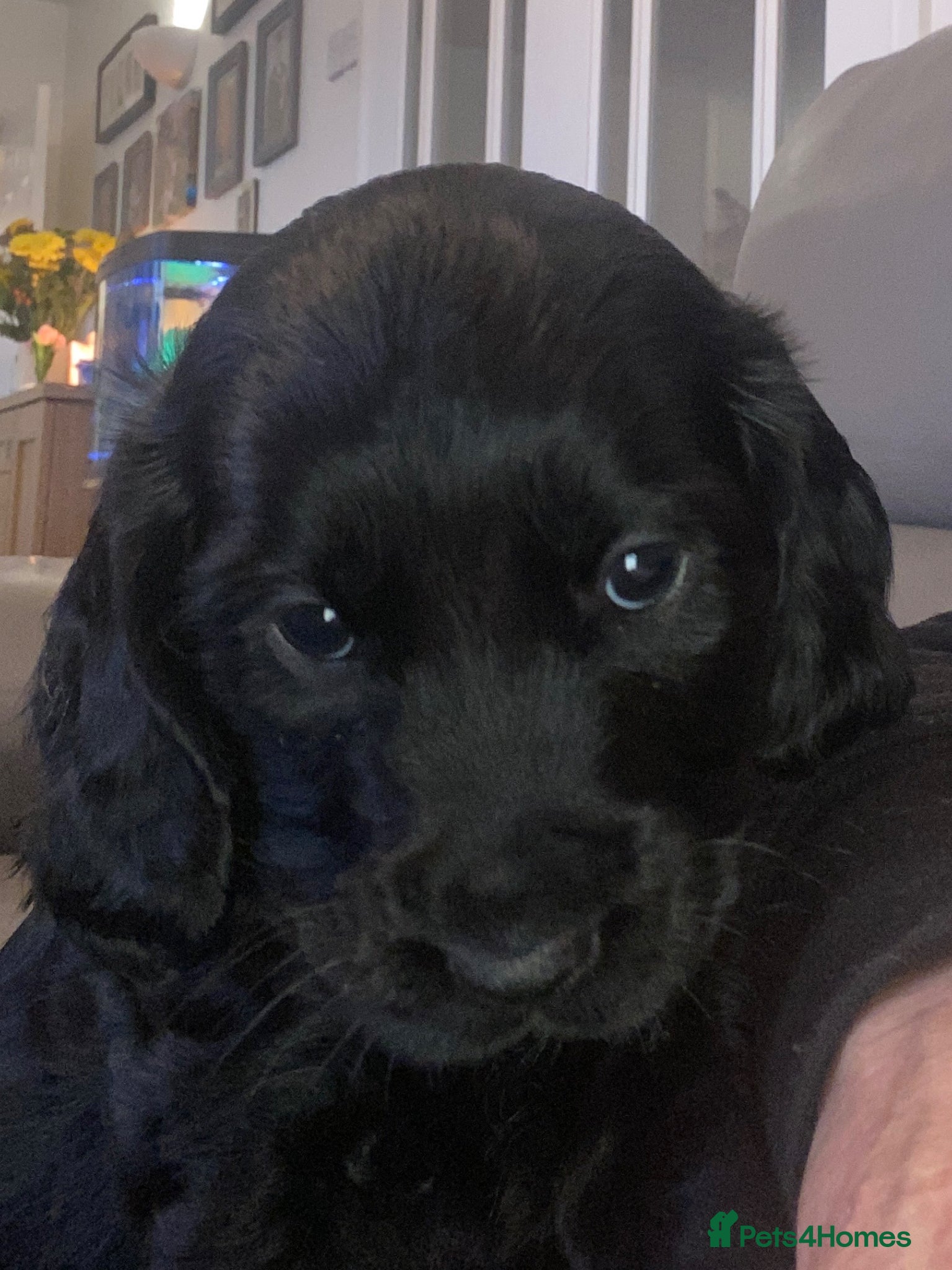 Cockapoo dogs Cockerpoo Puppies - Advert 9