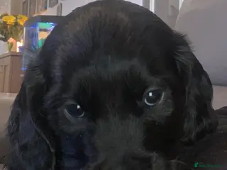 Cockapoo dogs Cockerpoo Puppies - Advert 9