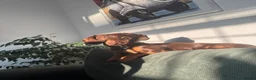Miniature Dachshund dogs for stud: Miniature Chocolate & Tan Dachshund for stud in London - Advert 2