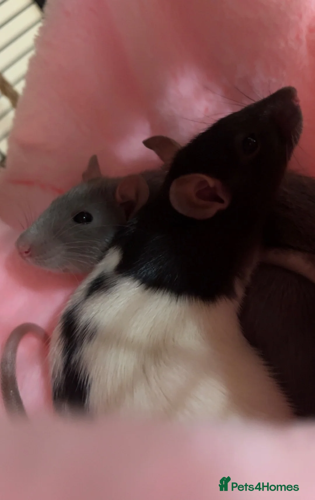 Rat rodents for sale: Cannoli and Roli in Buxton - Advert 1