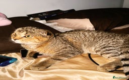 Scottish Fold cats for sale: Scotty Fuld Kitten  - Advert 1