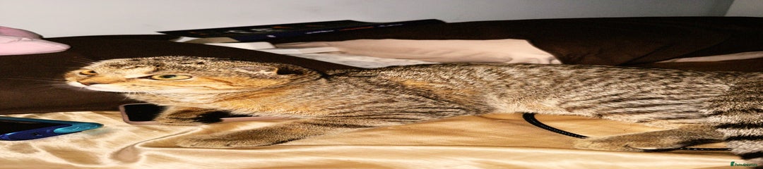 Scottish Fold Kitten 1