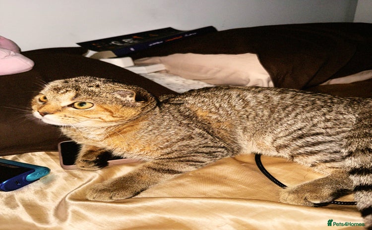 Scottish Fold cats Scotty Fuld Kitten  - Advert 1