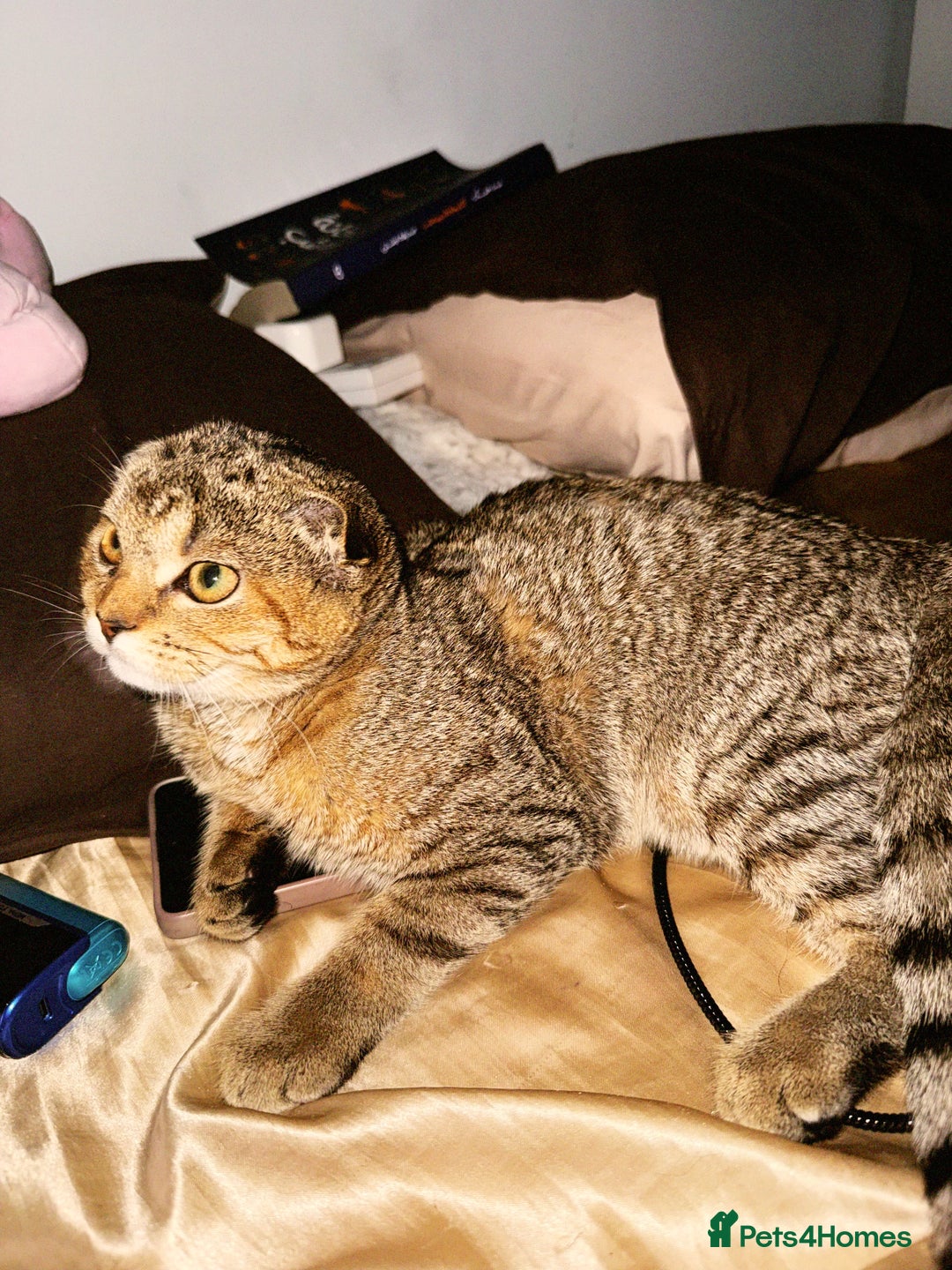 Scottish Fold cats for sale: Scotty Fuld Kitten  - Advert 1