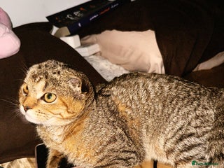 Scottish Fold cats Scotty Fuld Kitten - Advert 1