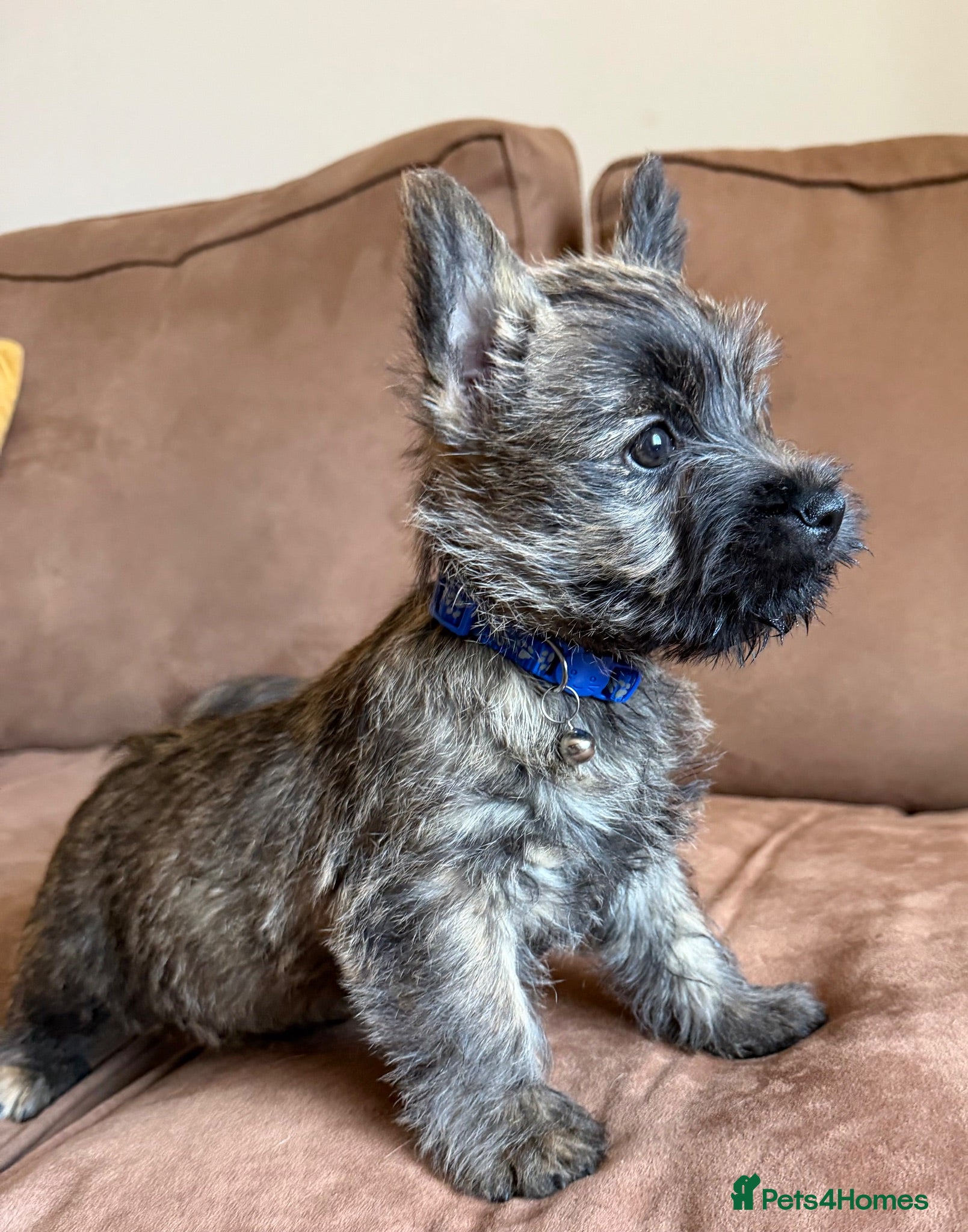 Cairn Terrier dogs Sweetest Little KC Reg Cairn Terrier Puppies.  - Advert 6