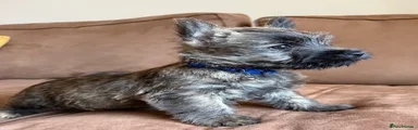 Cairn Terrier 1