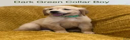 Golden Retriever dogs for sale: Quality litter of KC reg Golden Retriever puppies - Advert 7