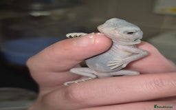 Bearded Dragon reptiles for sale: Bearded dragons  babies  - Image 26