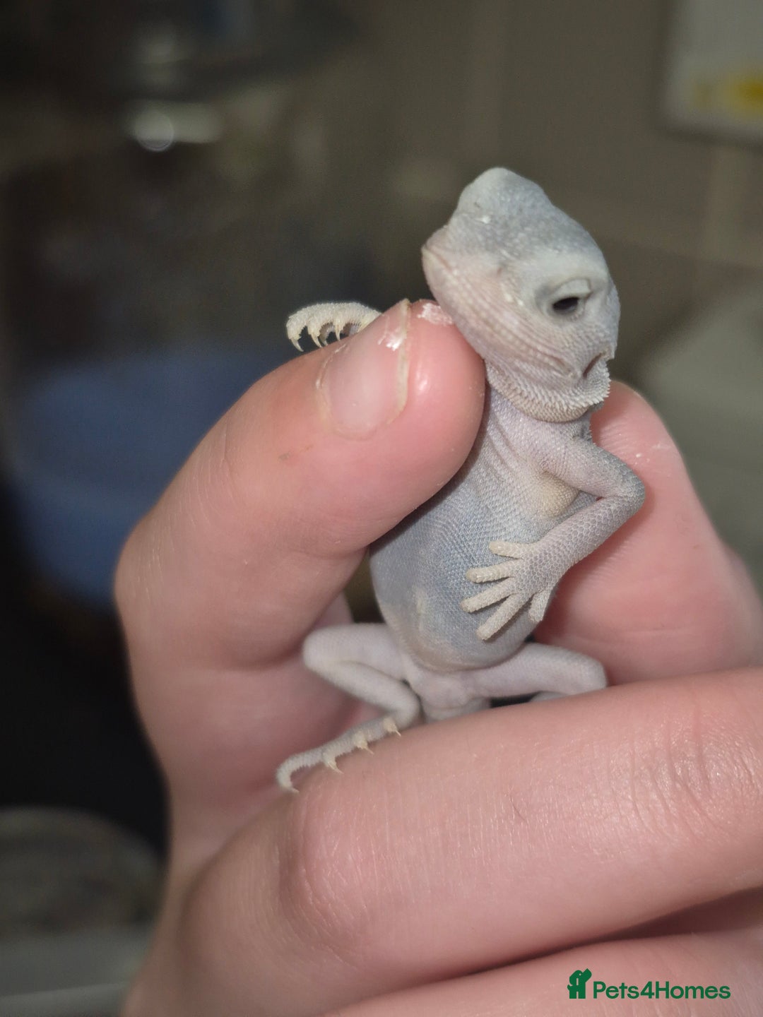 Bearded Dragon reptiles for sale: Bearded dragons  babies  - Image 26