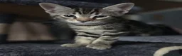 Mixed Breed cats for sale: Beautiful mixed breed kittens for sale - Advert 23