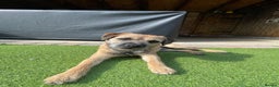 Border Terrier dogs for stud: Gorgeous George for stud - Advert 1