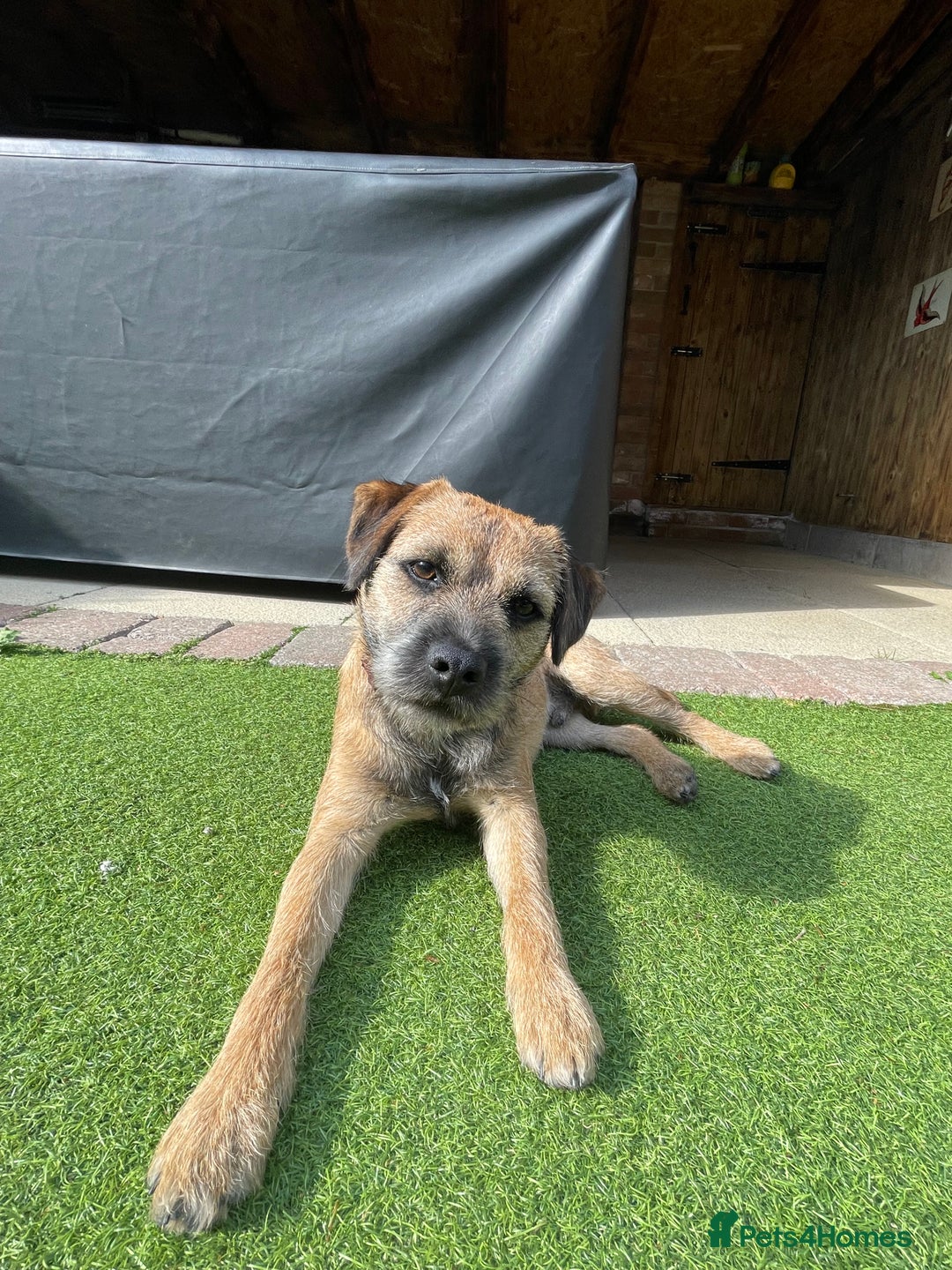 Border Terrier dogs for stud: Gorgeous George for stud - Advert 1