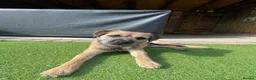 Border Terrier dogs for stud: Gorgeous George for stud - Advert 1