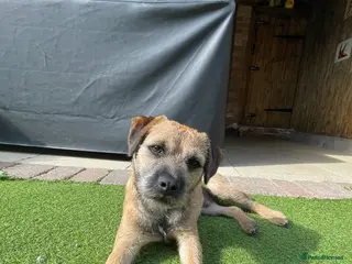 Border Terrier dogs Gorgeous George for stud - Advert 3