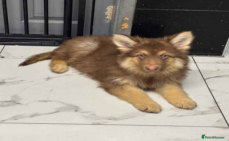 German Shepherd dogs - Advert 3