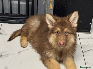 German Shepherd dogs Beautiful mixed coloured heath tested German sheps - Advert 16