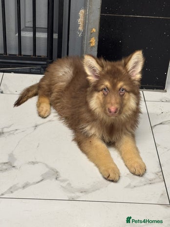 German Shepherd dogs - Advert 3