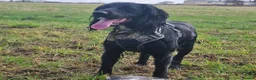 Cocker Spaniel dogs for stud: KC Reg working cocker spaniel STUD - Advert 8