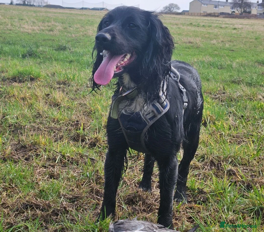 Cocker Spaniel dogs for stud: KC Reg working cocker spaniel STUD - Advert 8