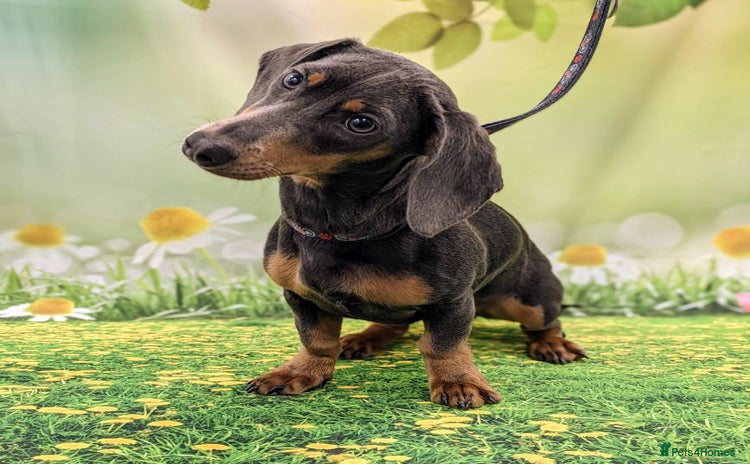 Miniature Dachshund dogs Blue & Tan Miniature Dachshund  - Advert 5