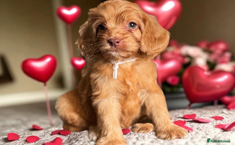 Cockapoo dogs - Advert 2