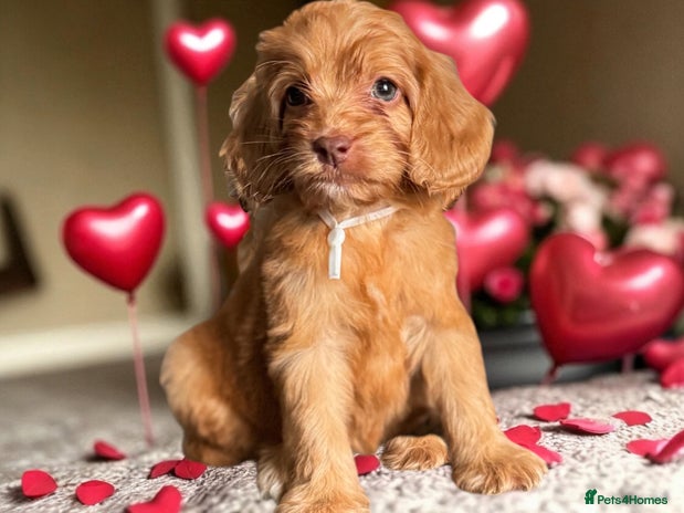 Cockapoo dogs - Advert 2