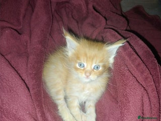 Maine Coon cats 5 fluffy full Maine Coon kittens. Ready mid Dec - Advert 9